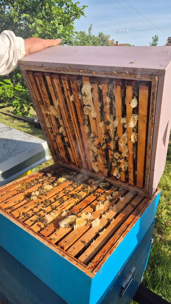 POMOĆ U PČELINJAKU – STRUČAN PREGLED I ODRŽAVANJE KOŠNICA