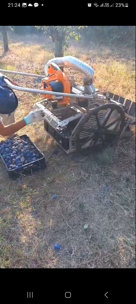 Nudim uslugu branja sljiva samohodnim beračem — slika