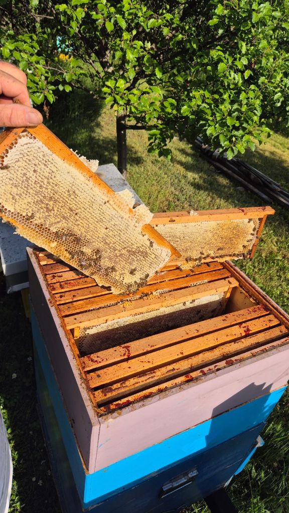 POMOĆ U PČELINJAKU – STRUČAN PREGLED I ODRŽAVANJE KOŠNICA — slika