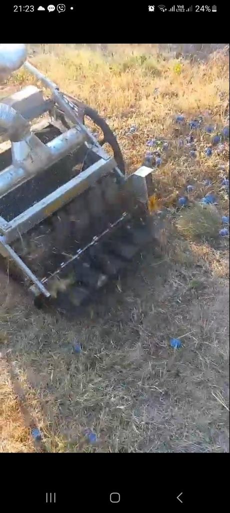 Nudim uslugu branja sljiva samohodnim beračem — slika