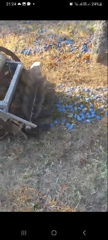 Nudim uslugu branja sljiva samohodnim beračem — slika