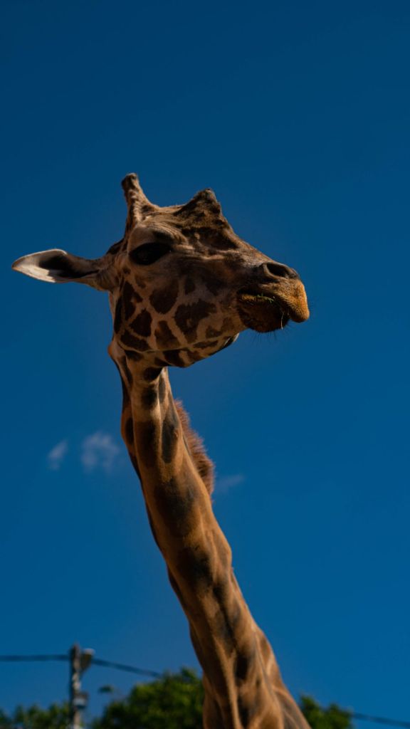 Fotograf za sve sto Vam treba — slika